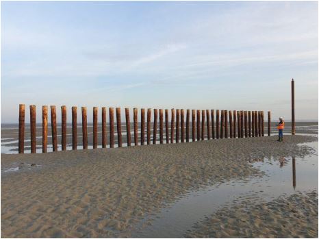 Cloeziana rondhout | 4 maten &amp; 4 lengtes