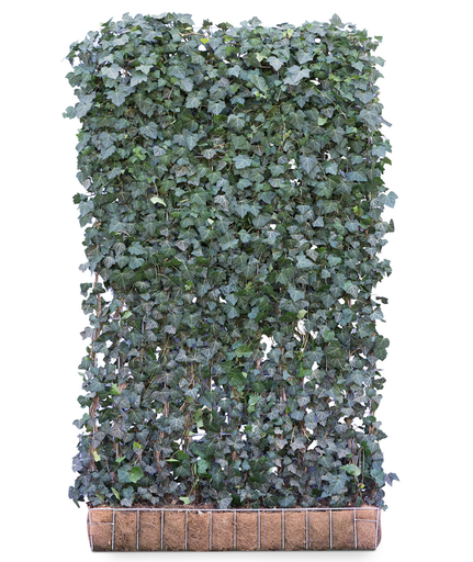 Kant &amp; Klaar haag Hedera helix 'Woerner' | 4 hoogte maten