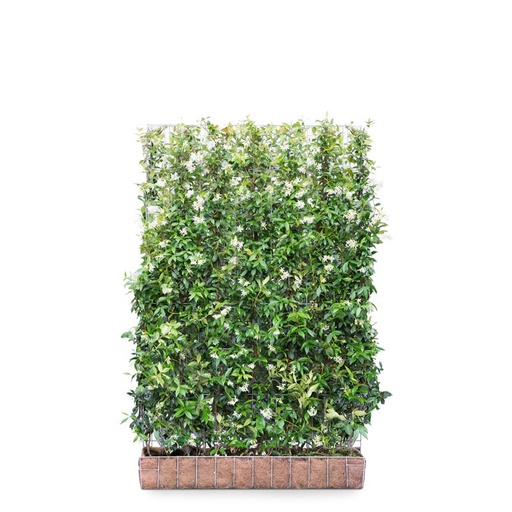 [Trachelospermum jasminoides] Kant &amp; Klaar haag | Toscaanse Jasmijn 120x180cm
